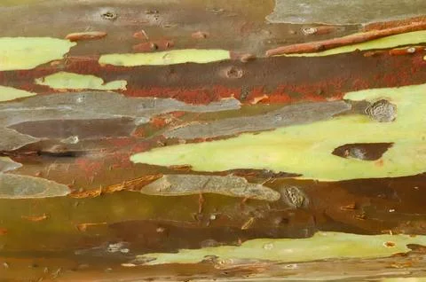 The bark pattern of the Leda tree or Eucalyptus deglupta is a tall tree spe.. Stock Photos