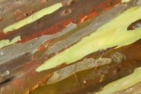 The bark pattern of the Leda tree or Eucalyptus deglupta is a tall tree spe.. Stock Photos