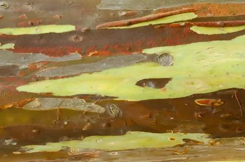 The bark pattern of the Leda tree or Eucalyptus deglupta is a tall tree spe.. Stock Photos