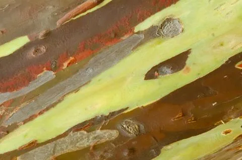 The bark pattern of the Leda tree or Eucalyptus deglupta is a tall tree spe.. Stock Photos