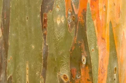 The bark pattern of the Leda tree or Eucalyptus deglupta is a tall tree spe.. Stock Photos