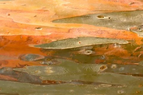 The bark pattern of the Leda tree or Eucalyptus deglupta is a tall tree spe.. Foto stock