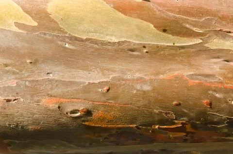 The bark pattern of the Leda tree or Eucalyptus deglupta is a tall tree spe.. Stock Photos