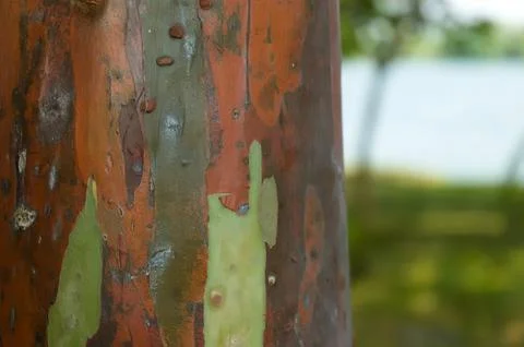 The bark pattern of the Leda tree or Eucalyptus deglupta is a tall tree spe.. Stock Photos