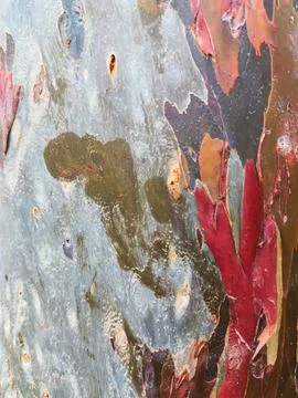 The bark pattern of the Leda tree or Eucalyptus deglupta is a tall tree spe.. Stock Photos