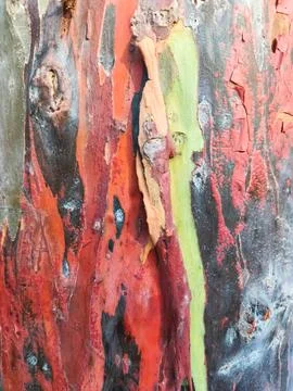 The bark pattern of the Leda tree or Eucalyptus deglupta is a tall tree spe.. Stock Photos