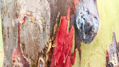 The bark pattern of the Leda tree or Eucalyptus deglupta is a tall tree spe.. Stock Photos