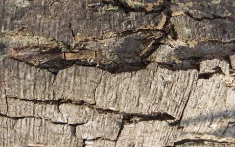 Bark pattern Stock Photos