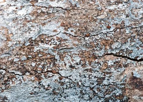 Bark pattern Stock Photos