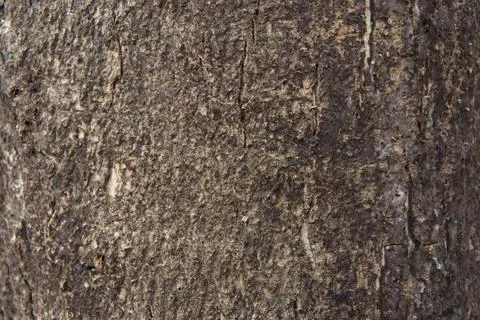 Bark pattern is seamless texture 스톡 사진