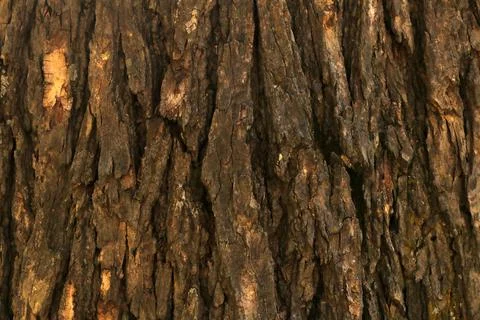 Bark pattern is seamless texture from tree. For background wood work, Bark of br Stock Illustration