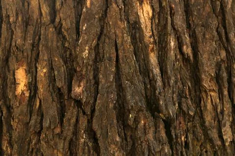 Bark pattern is seamless texture from tree. For background wood work, Bark of br Stock Illustration
