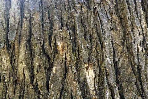 Bark pattern is seamless texture from tree. For background wood work, Bark of br Stock Illustration