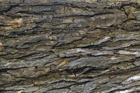 Bark pattern is seamless texture from tree. For background wood work, Bark of br Stock Illustration