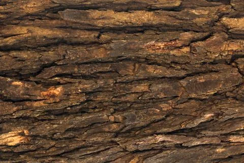 Bark pattern is seamless texture from tree. For background wood work, Bark of br Stock Illustration