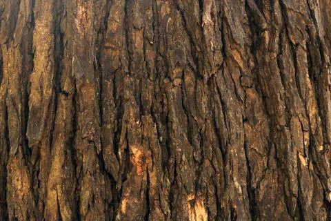 Bark pattern is seamless texture from tree. For background wood work, Bark of br Stock Illustration