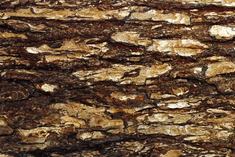 Bark pattern is seamless texture from tree. For background wood work, Bark of br Stock Illustration