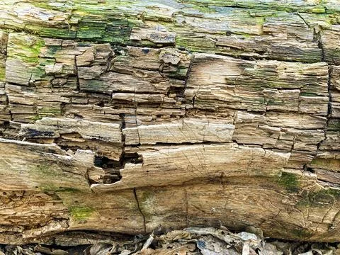 Bark pattern is seamless texture from tree. For background wood work, Bark .. Stock Photos