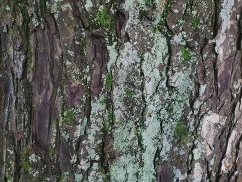 Bark pattern is seamless texture from tree. Embossed texture of the dark gr.. Fotos de archivo