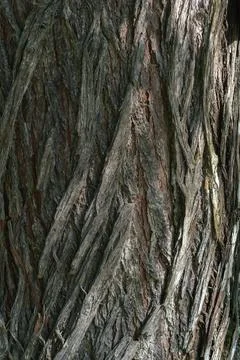Bark pattern is seamless texture from tree. For background work Foto stock