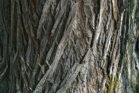 Bark pattern is seamless texture from tree. For background work Stock Photos