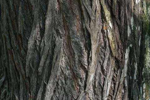 Bark pattern is seamless texture from tree. For background work Stock Photos