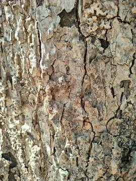 Bark pattern is seamless texture from tree. For background wood work, Bark .. Stock Photos