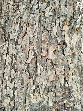 Bark pattern is seamless texture from tree. For background wood work, Bark .. Stock Photos