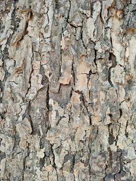 Bark pattern is seamless texture from tree. For background wood work, Bark .. Stock Photos