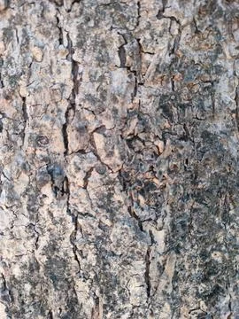 Bark pattern is seamless texture from tree. For background wood work, Bark .. Stock Photos