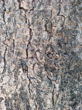 Bark pattern is seamless texture from tree. For background wood work, Bark .. Stock Photos
