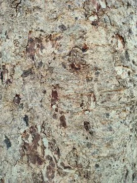 Bark pattern is seamless texture from tree. For background wood work, Bark .. Stock Photos