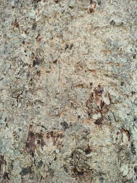 Bark pattern is seamless texture from tree. For background wood work, Bark .. Stock Photos