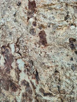 Bark pattern is seamless texture from tree. For background wood work, Bark .. Stock Photos