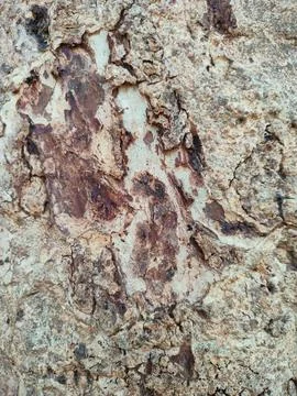 Bark pattern is seamless texture from tree. For background wood work, Bark .. Stock Photos