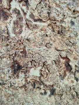 Bark pattern is seamless texture from tree. For background wood work, Bark .. Stock Photos