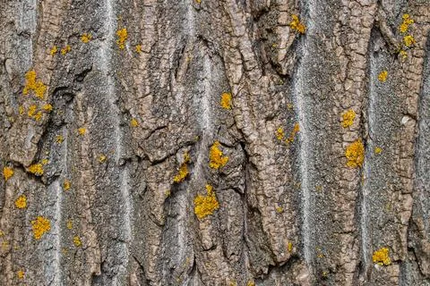 Bark pattern is seamless texture from tree. Rough bark of an old tree close.. Stock Photos