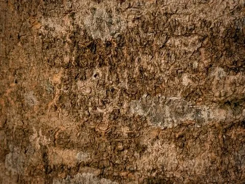 Bark pattern is seamless texture from tree. For background work Stock Photos
