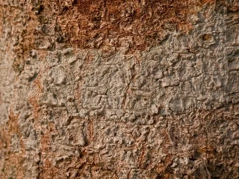 Bark pattern is seamless texture from tree. For background work Stock Photos