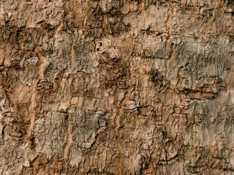 Bark pattern is seamless texture from tree. For background work Stock Photos