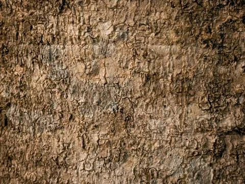 Bark pattern is seamless texture from tree. For background work Stock Photos