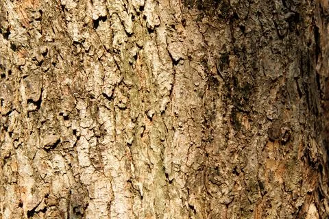 Bark pattern is seamless texture from tree. For background wood 스톡 사진