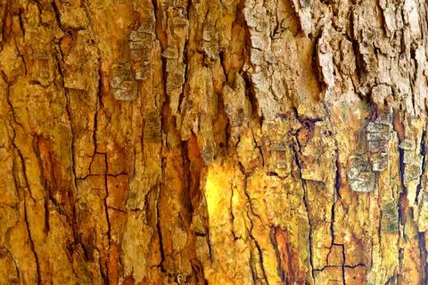 Bark pattern is seamless texture from tree. For background wood 스톡 사진