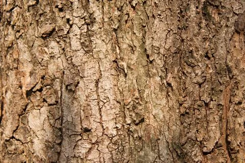 Bark pattern is seamless texture from tree. For background wood Stock Photos