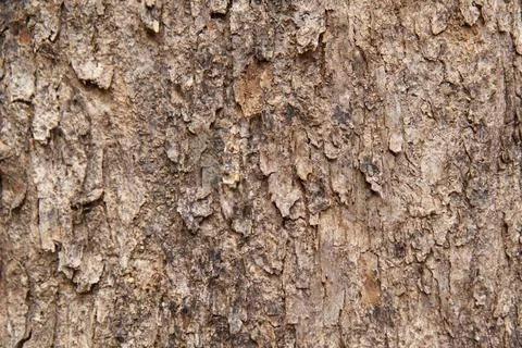 Bark pattern is seamless texture from tree. For background wood Stock Photos