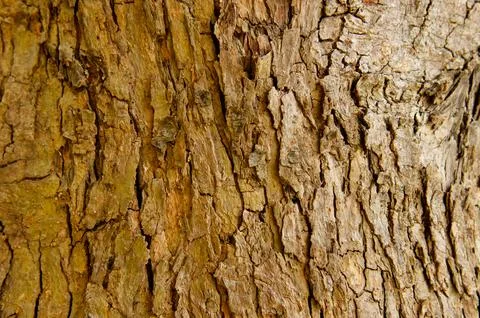 Bark pattern is seamless texture from tree. For background wood Stock Photos