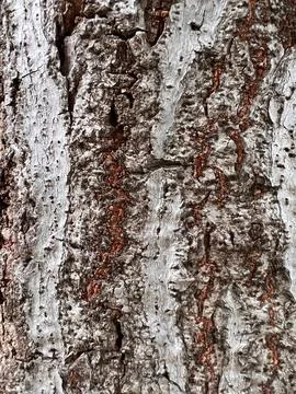Bark pattern is seamless texture from tree for background 스톡 사진
