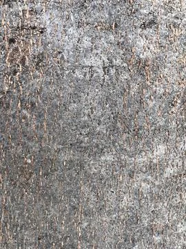 Bark pattern is seamless texture from tree for background Stock Photos