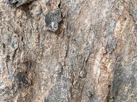 Bark pattern is seamless texture from tree for background Stock Photos