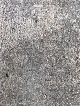 Bark pattern is seamless texture from tree for background 스톡 사진